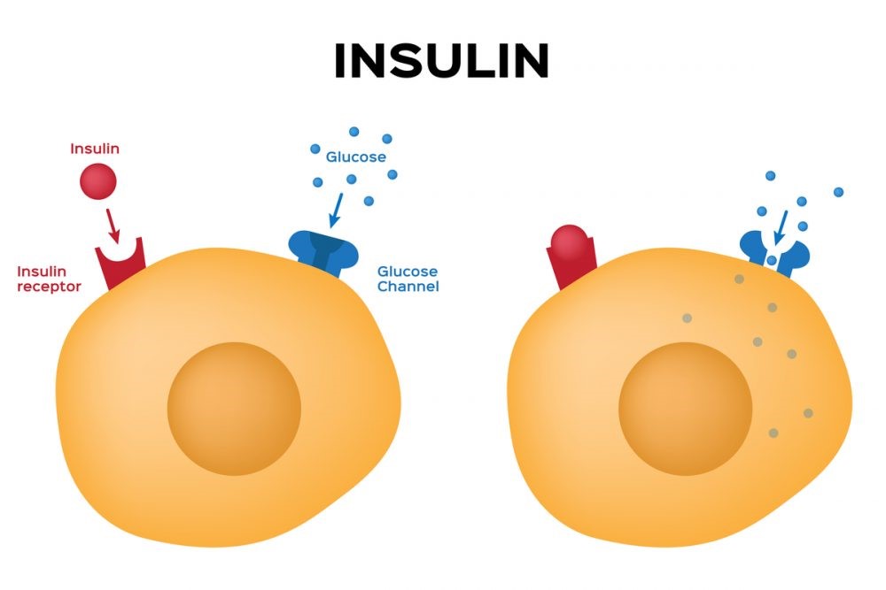 https://pharmabay.ng/wp-content/uploads/2023/10/Insulin-in-Glucose-Metabolism.jpg