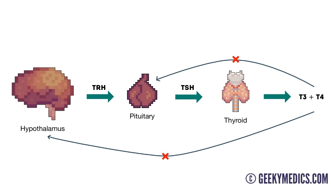 https://geekymedics.com/wp-content/uploads/2018/04/Thyroid-axis.jpg