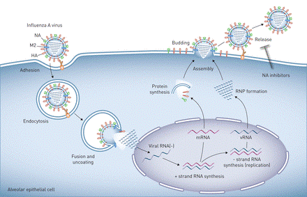 Influenza virus-induced lung injury: pathogenesis and implications for  treatment | European Respiratory Society