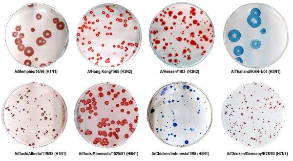 Plaques formed by influenza viruses in MDCK cells under 1.2% Avicel... |  Download Scientific Diagram