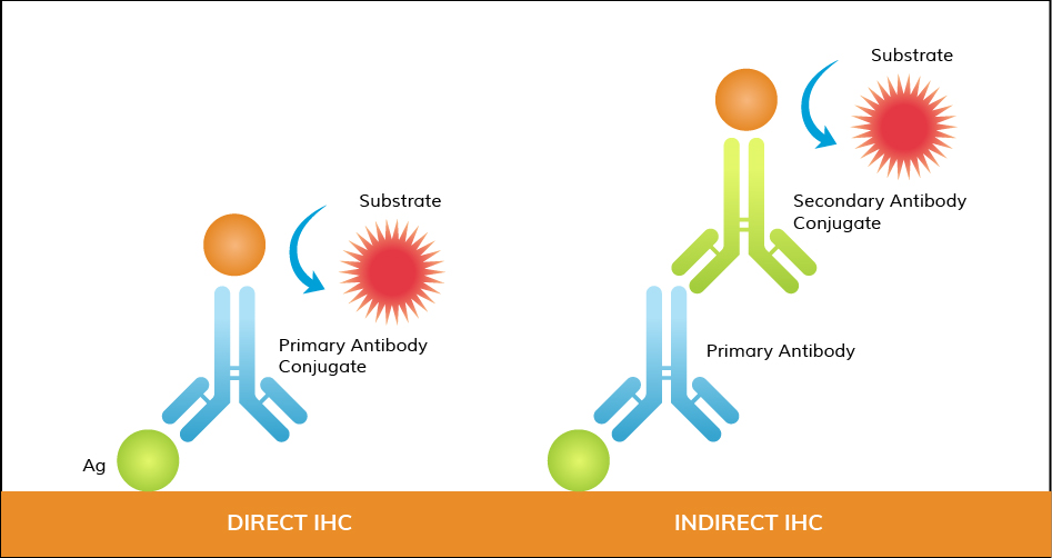 An Overview of IHC Staining