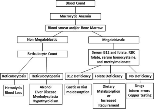 Evaluation of Macrocytic Anemias - ScienceDirect