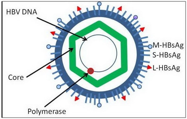 ساختار ویروس هپاتیت B