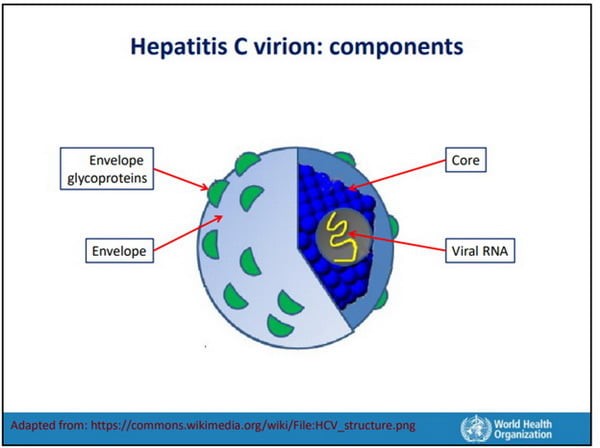 اجزای ویروس هپاتیت C