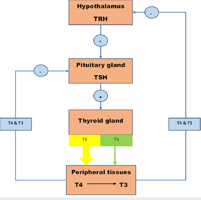 https://www.researchgate.net/publication/367086188/figure/fig1/AS:11431281112809514@1673571499846/The-hypothalamic-pituitary-thyroid-axis-TRH-thyroid-releasing-hormone-TSH.png